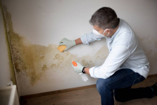 Best Post-Remediation Verification Testing  in Lagrange, OH